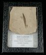 Fossil Willow Leaf - Green River Formation #16295-2